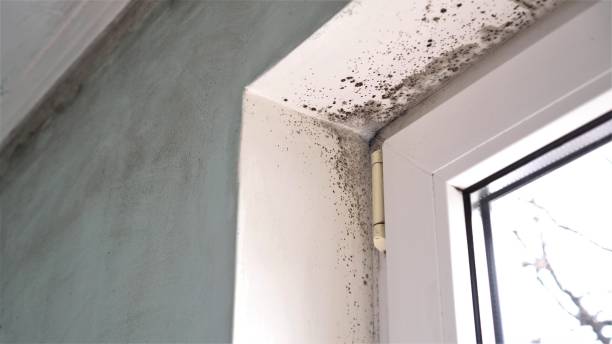 Best Mold Odor Removal Services  in Dakota City, NE