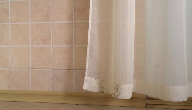 Best Black Mold Removal  in Dakota City, NE