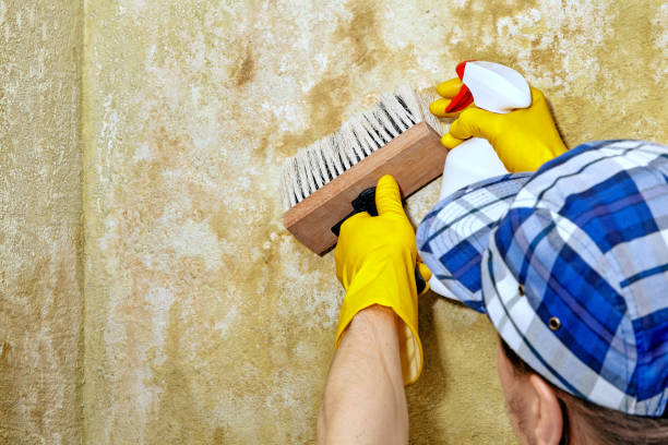 Best Mold Prevention Services  in Dakota City, NE